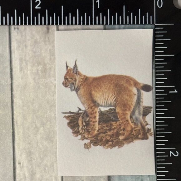 ๐10/$10๐ Classic Vicious Cats Lion Tiger Cheetah Reusable Washi Sticker Decal - Picture 1 of 1